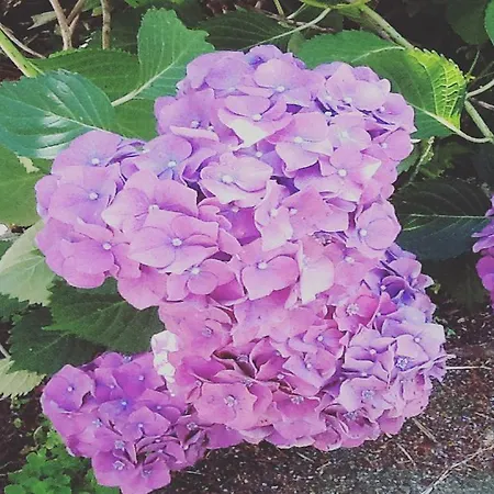 Le Fate Dei Fiori